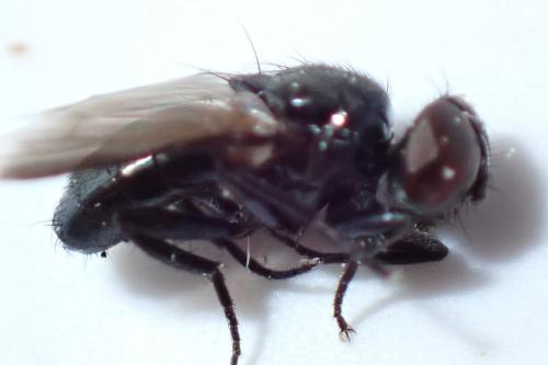 Catharosia sp.